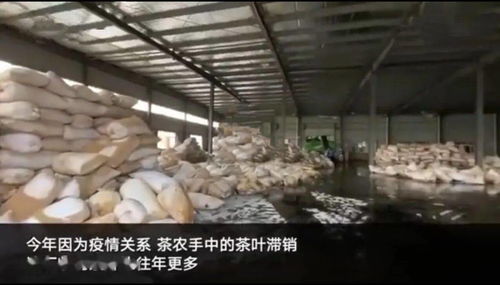 茶企3000吨茶叶被泡，损失达9000万元——背后的故事更让人心疼