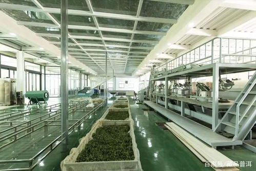 品鉴普洱，从源头到茶杯的纯粹之旅