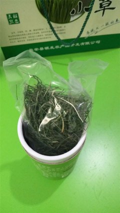 银发食品新风尚 养生麦苗茶**厂家直销**，健康好滋味