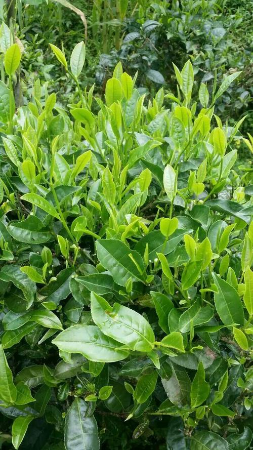 一片茶叶的故事